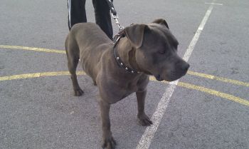Photo of the dog