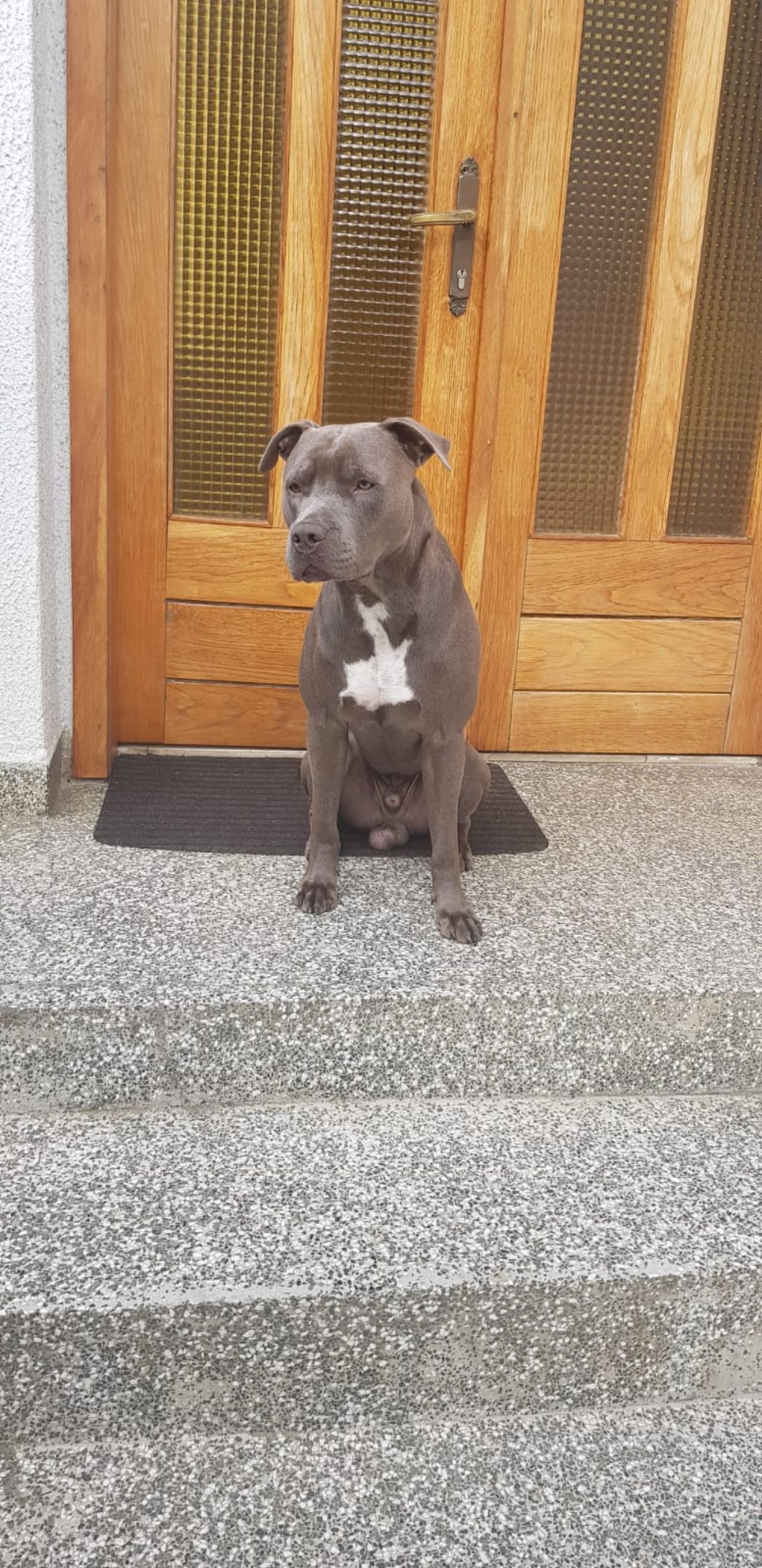 Photo of the dog
