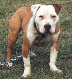 Photo of the dog