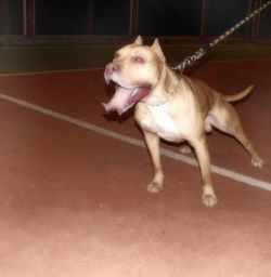 Photo of the dog