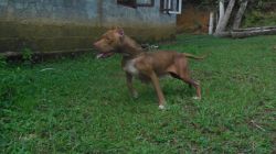 Photo of the dog