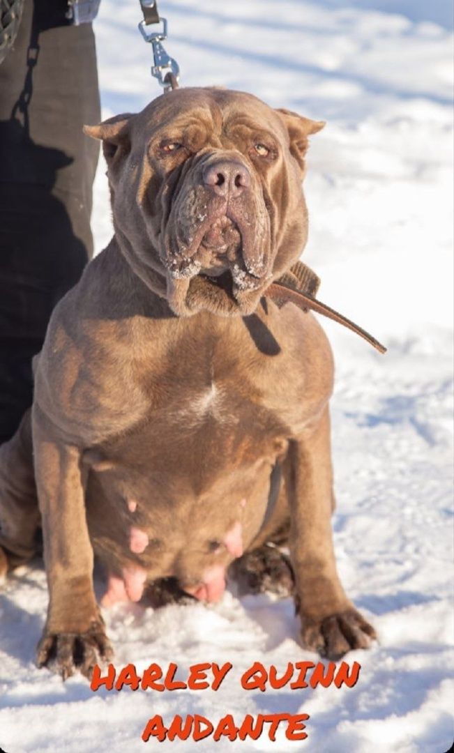 Photo of the dog