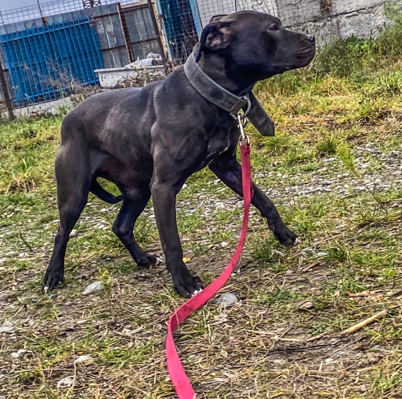 Photo of the dog