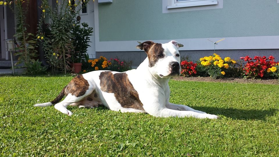 Photo of the dog