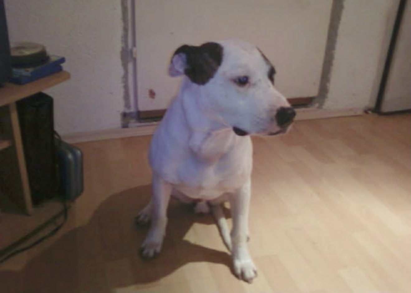 Photo of the dog