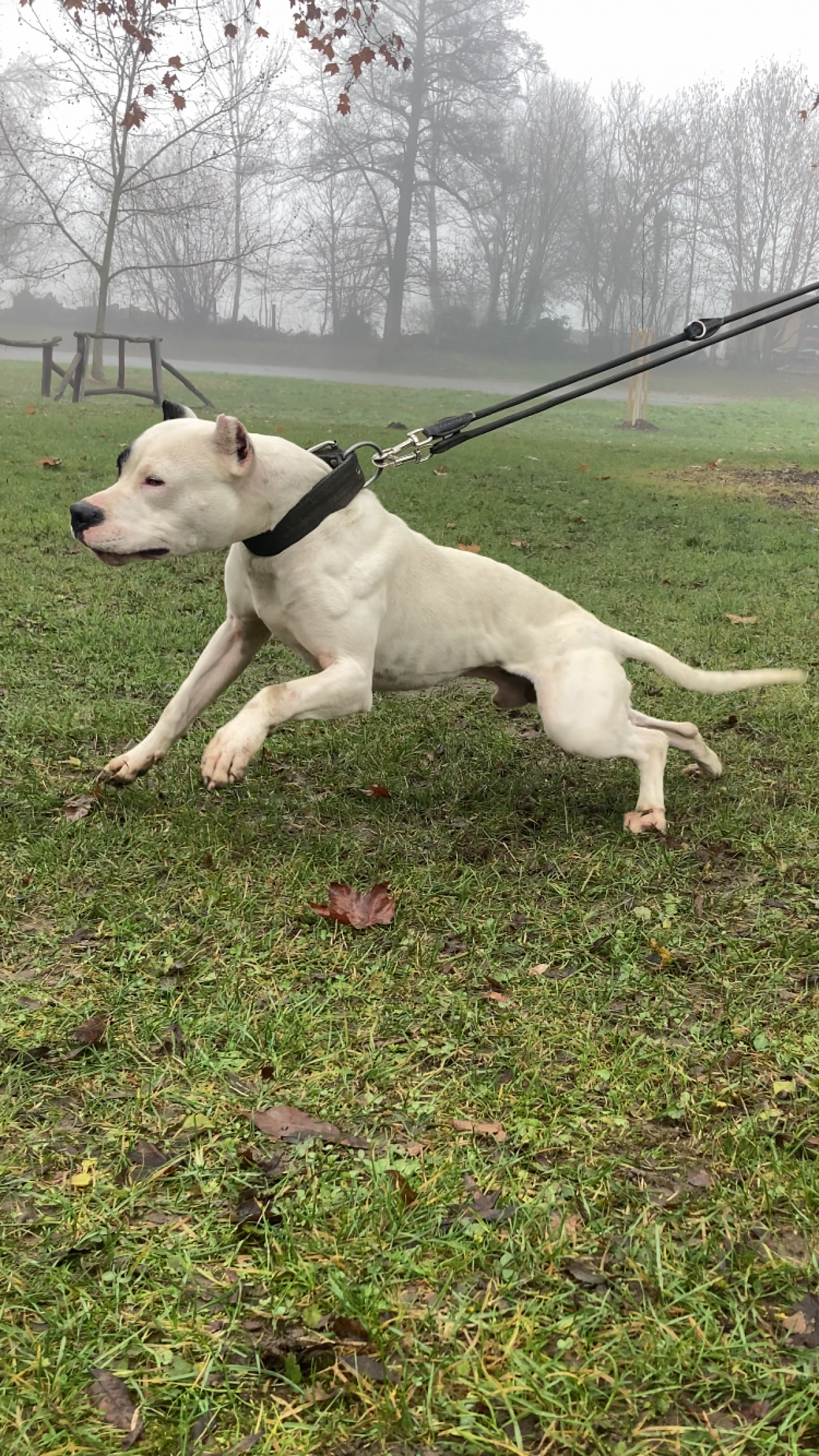 Photo of the dog
