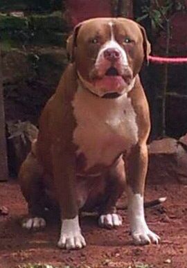 Photo of the dog