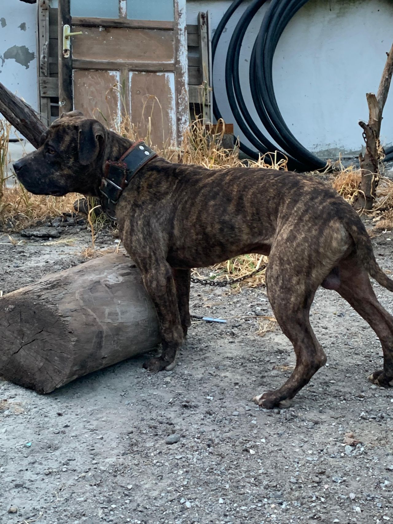 Photo of the dog