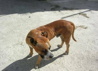 Photo of the dog