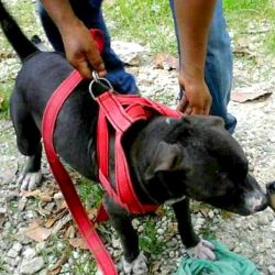 Photo of the dog