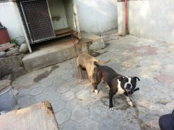Photo of the dog