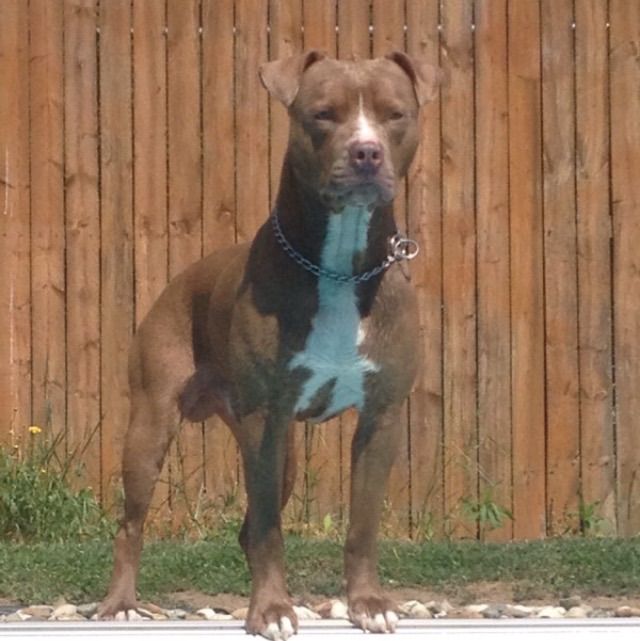 Photo of the dog