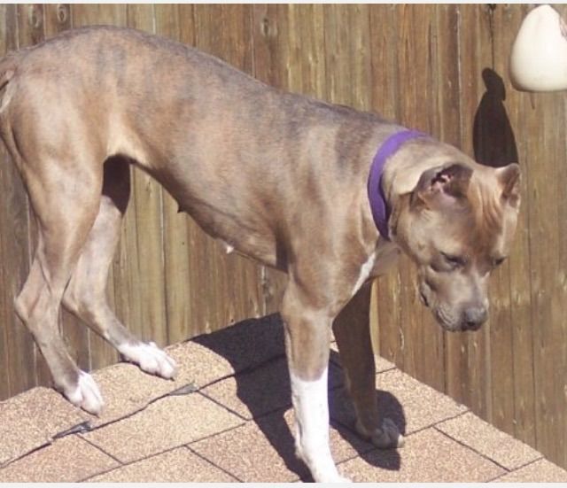 Photo of the dog