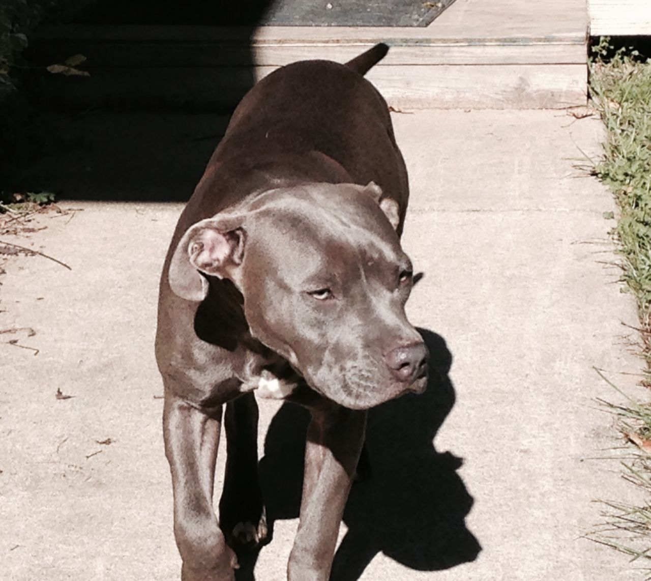 Photo of the dog