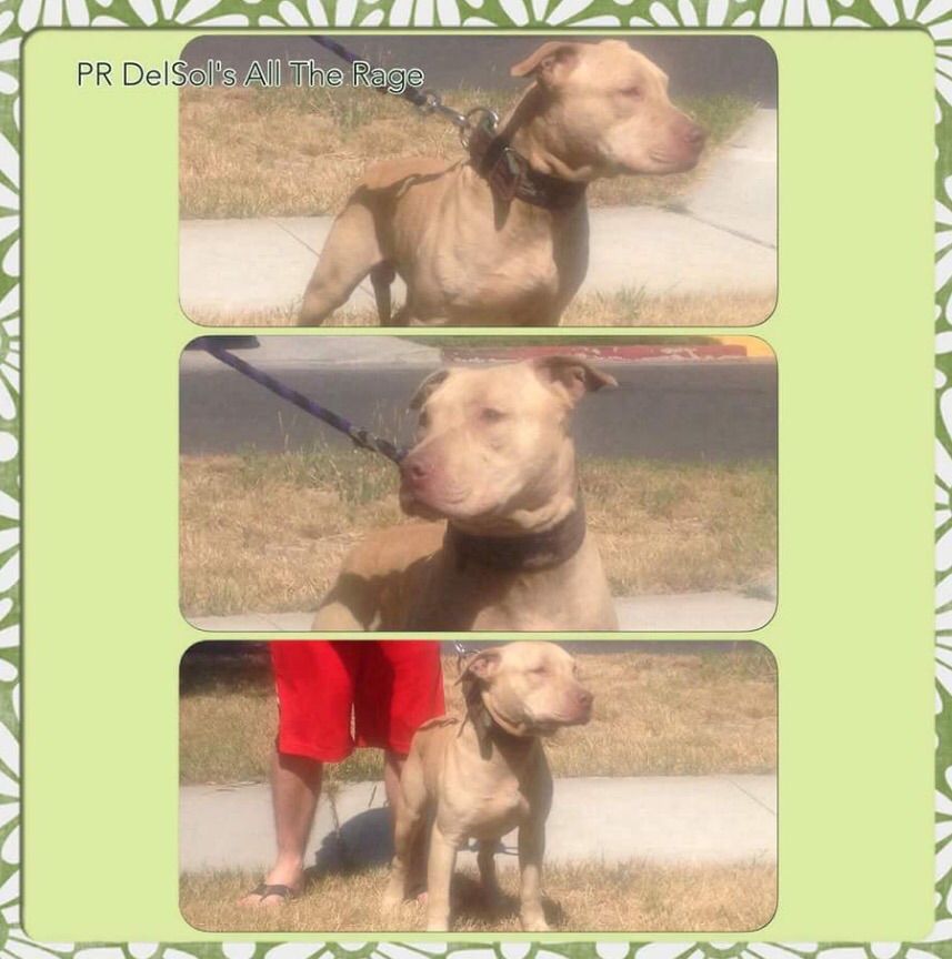 Photo of the dog