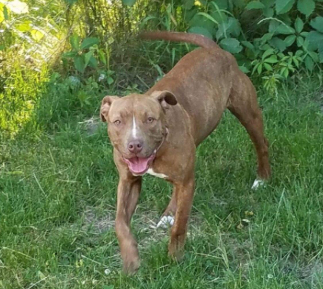 Photo of the dog