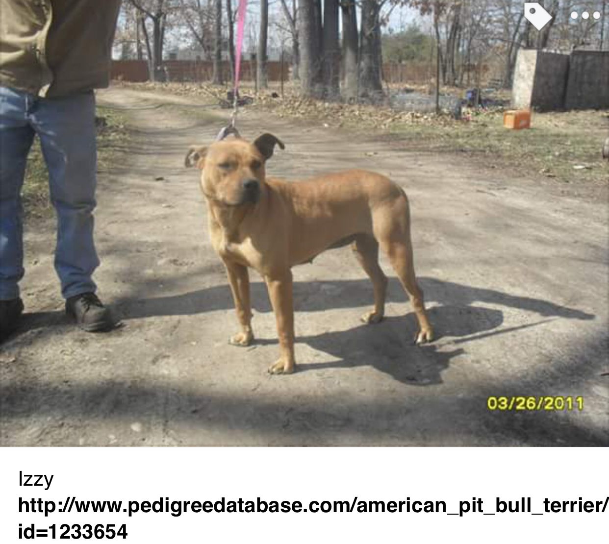Photo of the dog