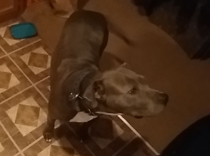 Photo of the dog