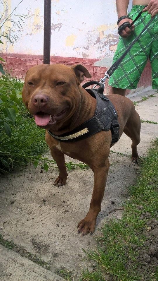 Photo of the dog