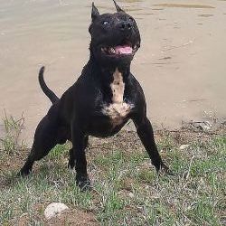 Photo of the dog