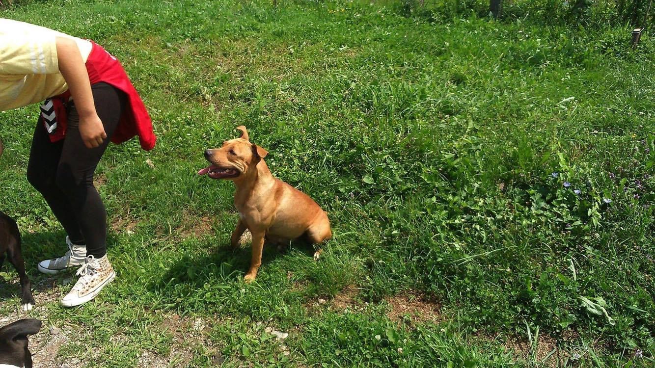 Photo of the dog