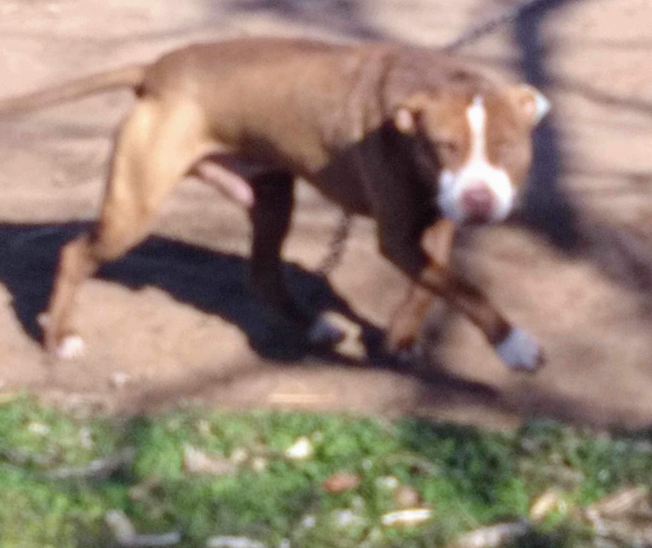 Photo of the dog