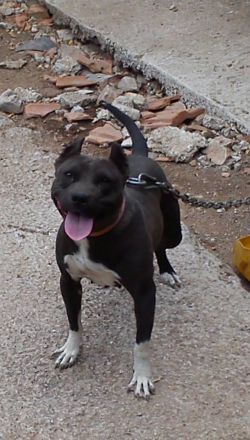 Photo of the dog