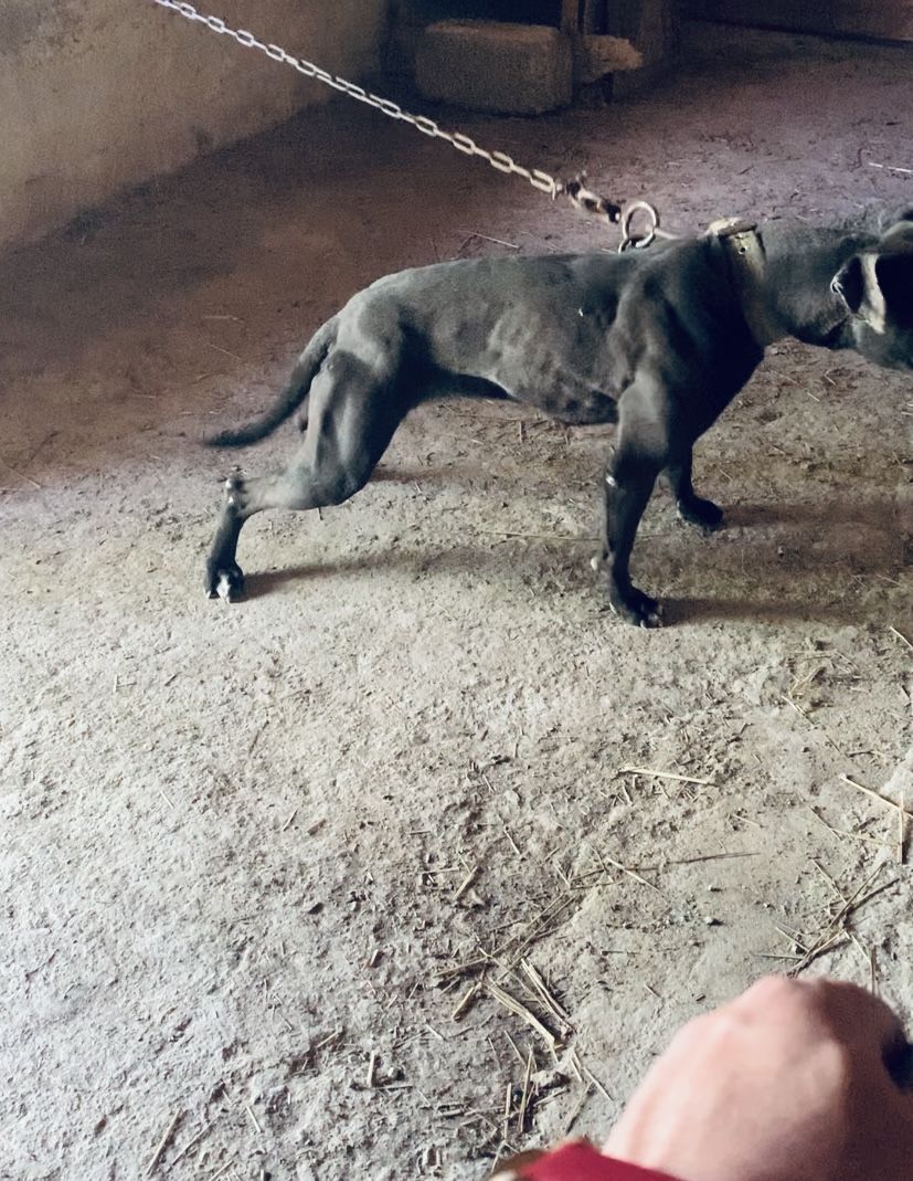 Photo of the dog