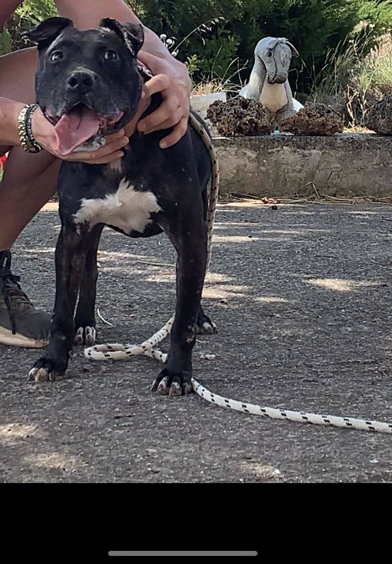 Photo of the dog