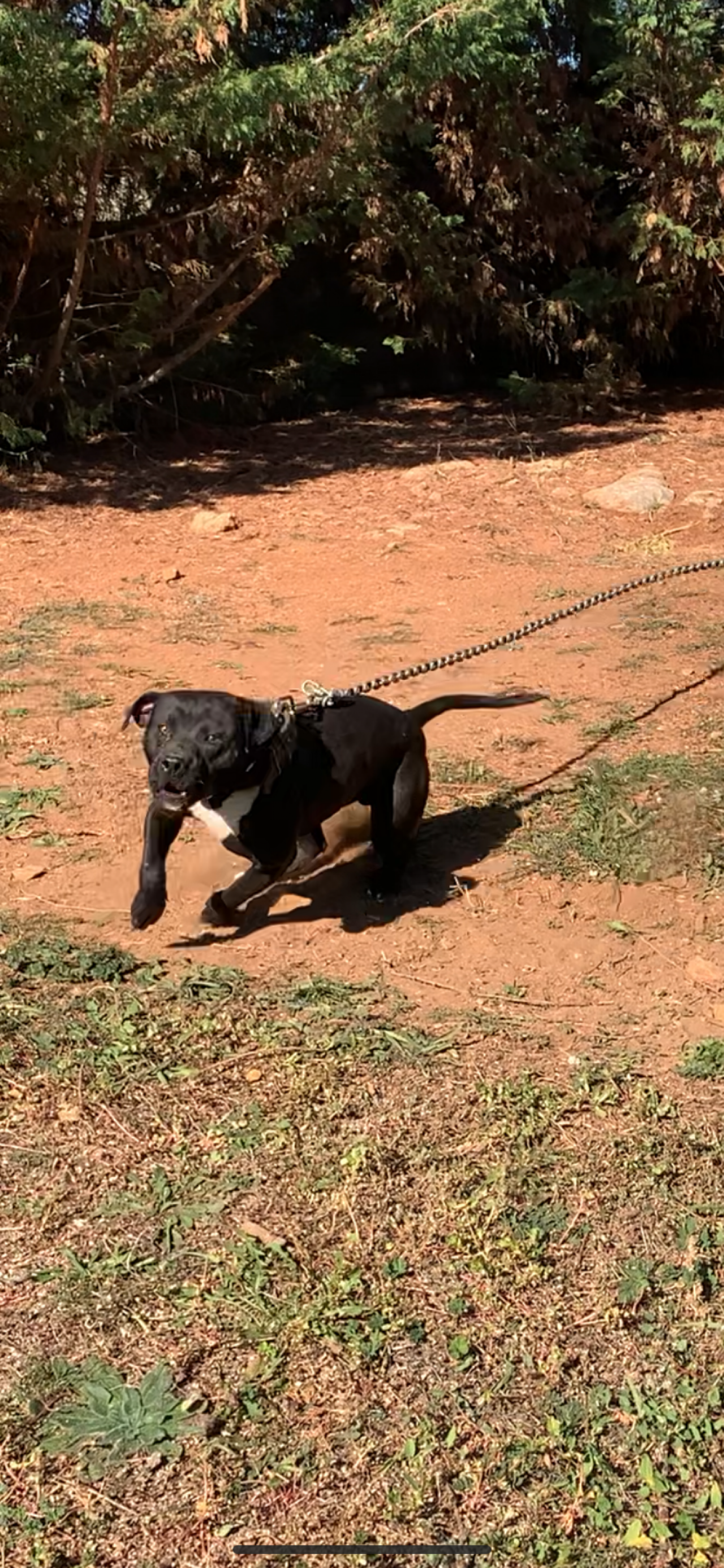 Photo of the dog