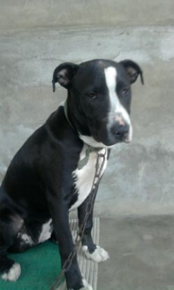 Photo of the dog