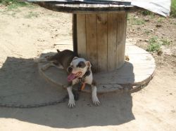 Photo of the dog