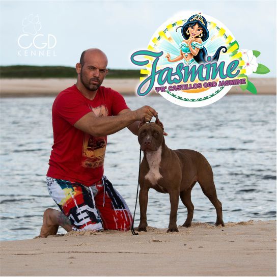 Photo of the dog
