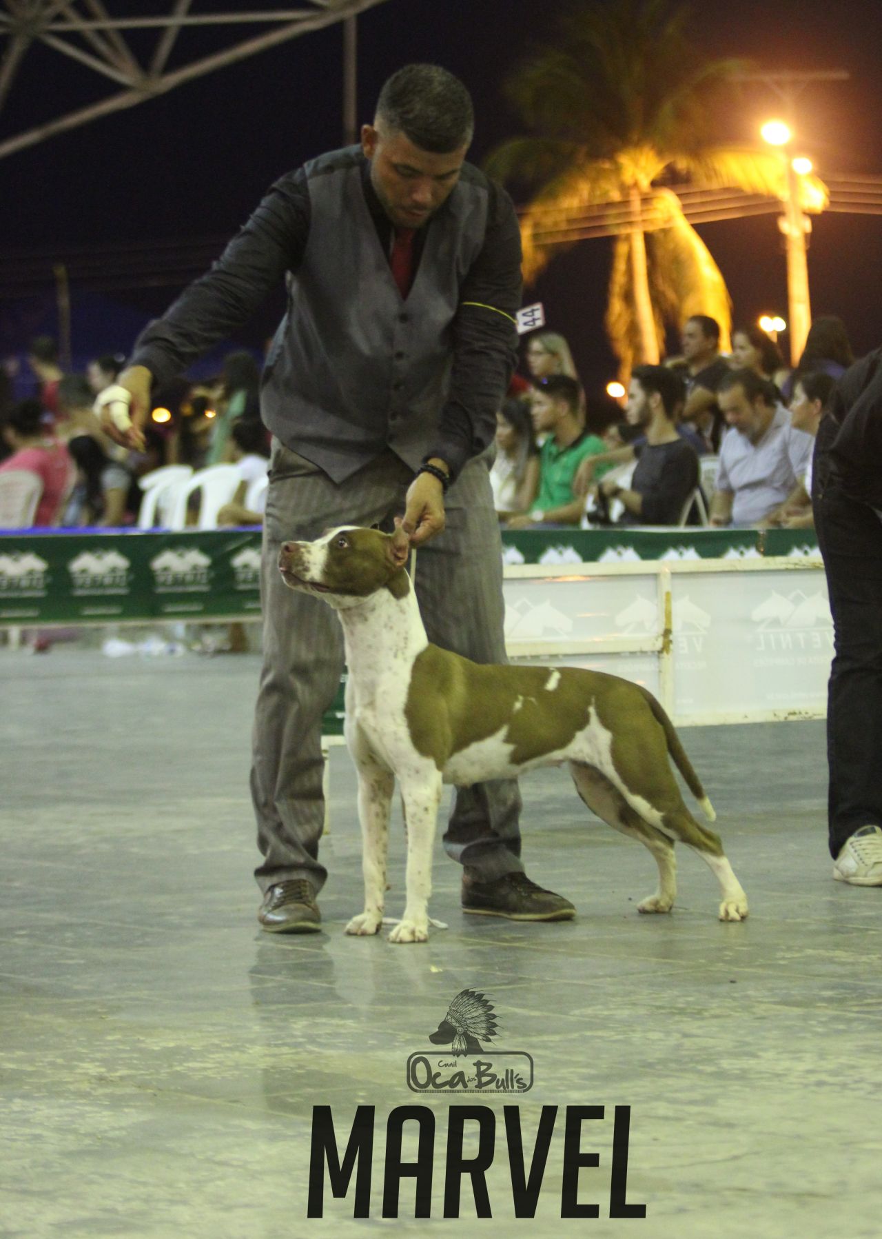 Photo of the dog