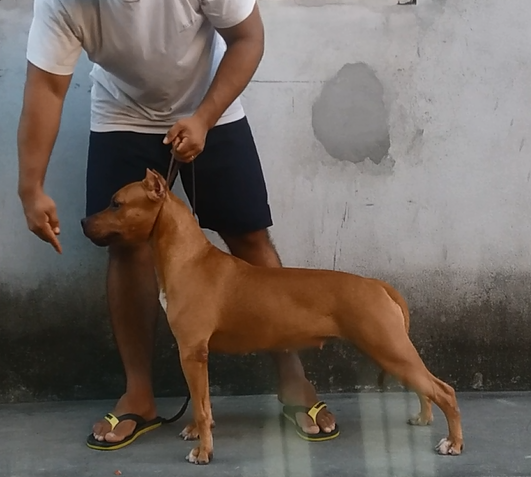Photo of the dog