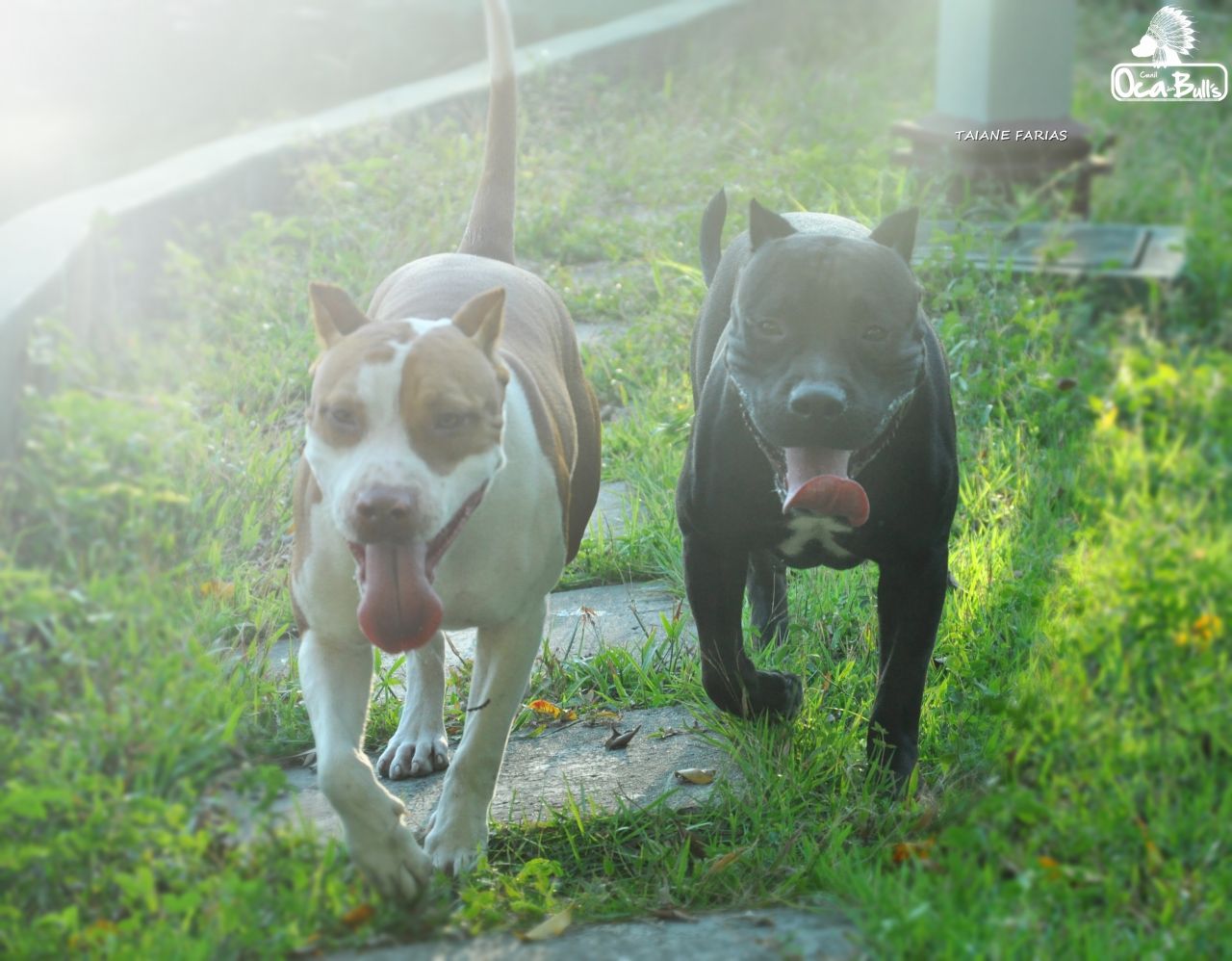 Photo of the dog