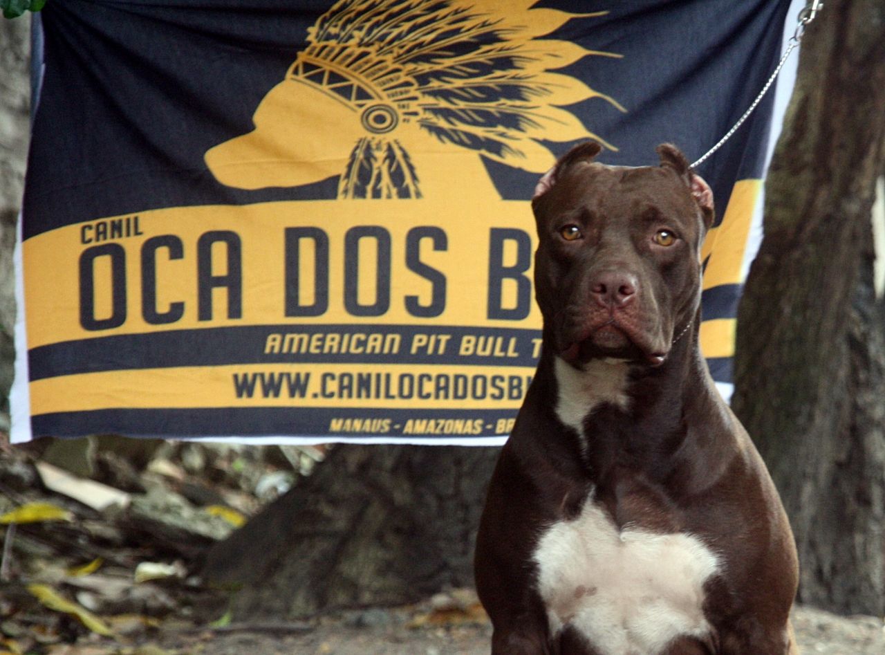 Photo of the dog