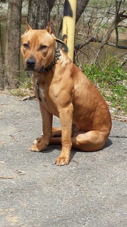 Photo of the dog