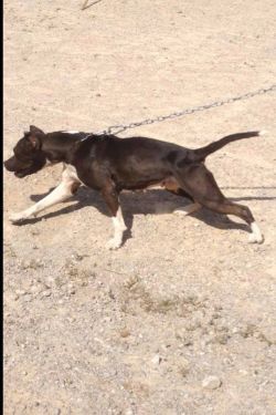 Photo of the dog