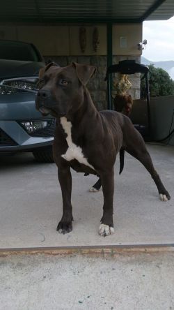 Photo of the dog