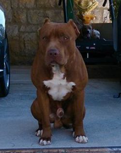 Photo of the dog