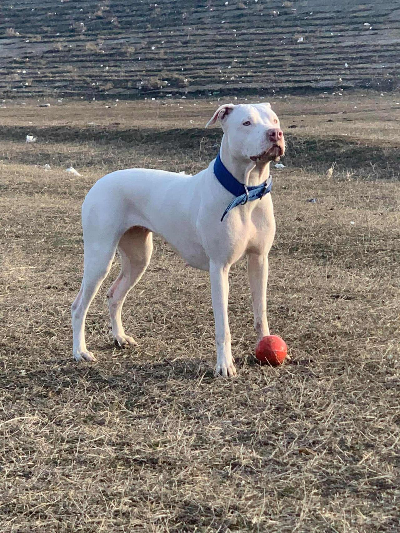 Photo of the dog