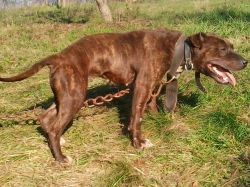 Photo of the dog