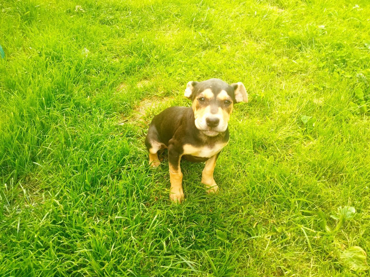 Photo of the dog