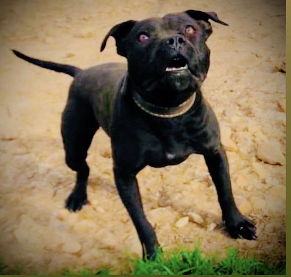 Photo of the dog