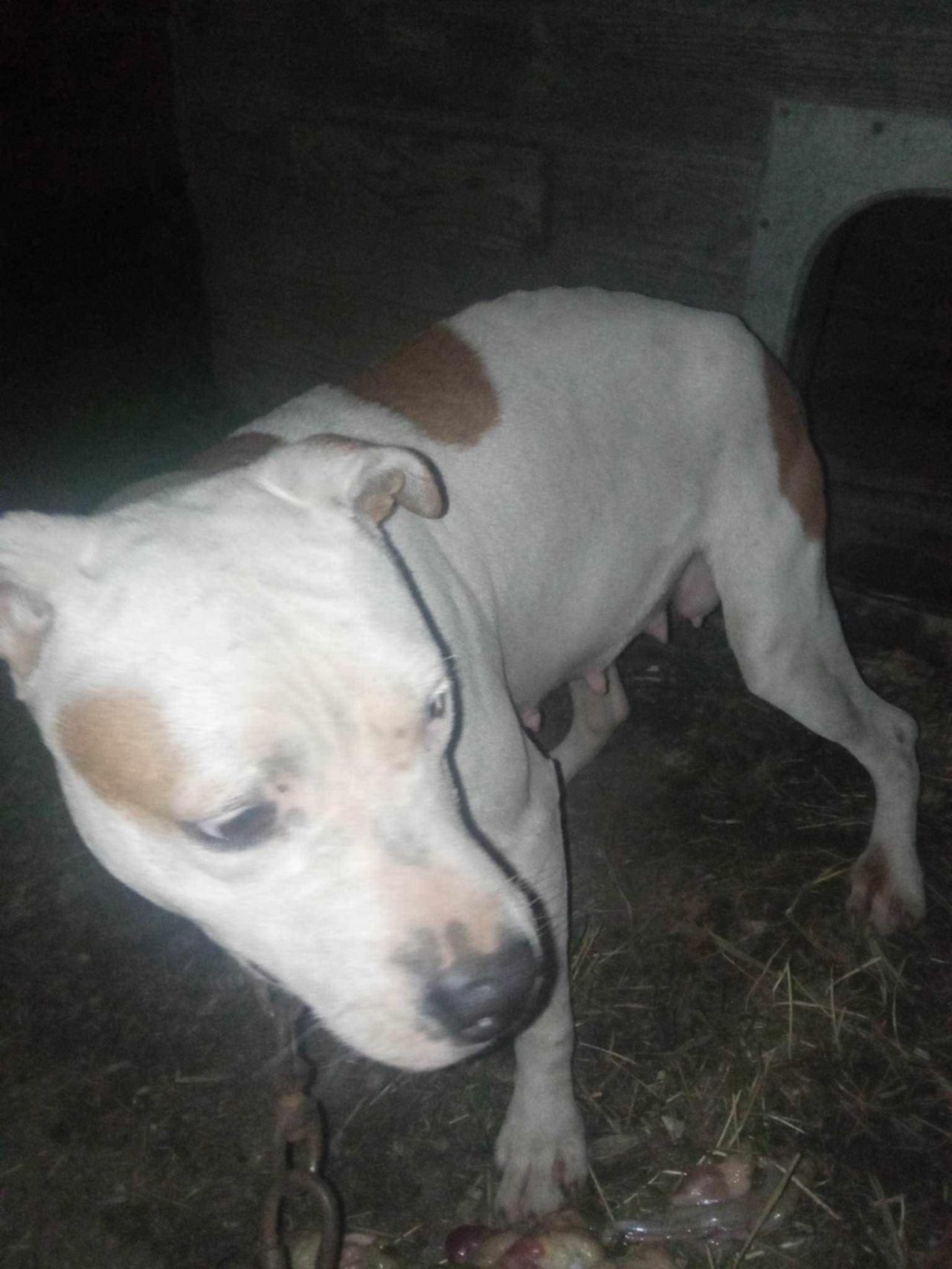 Photo of the dog