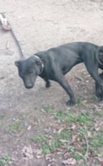 Photo of the dog