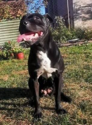 Photo of the dog
