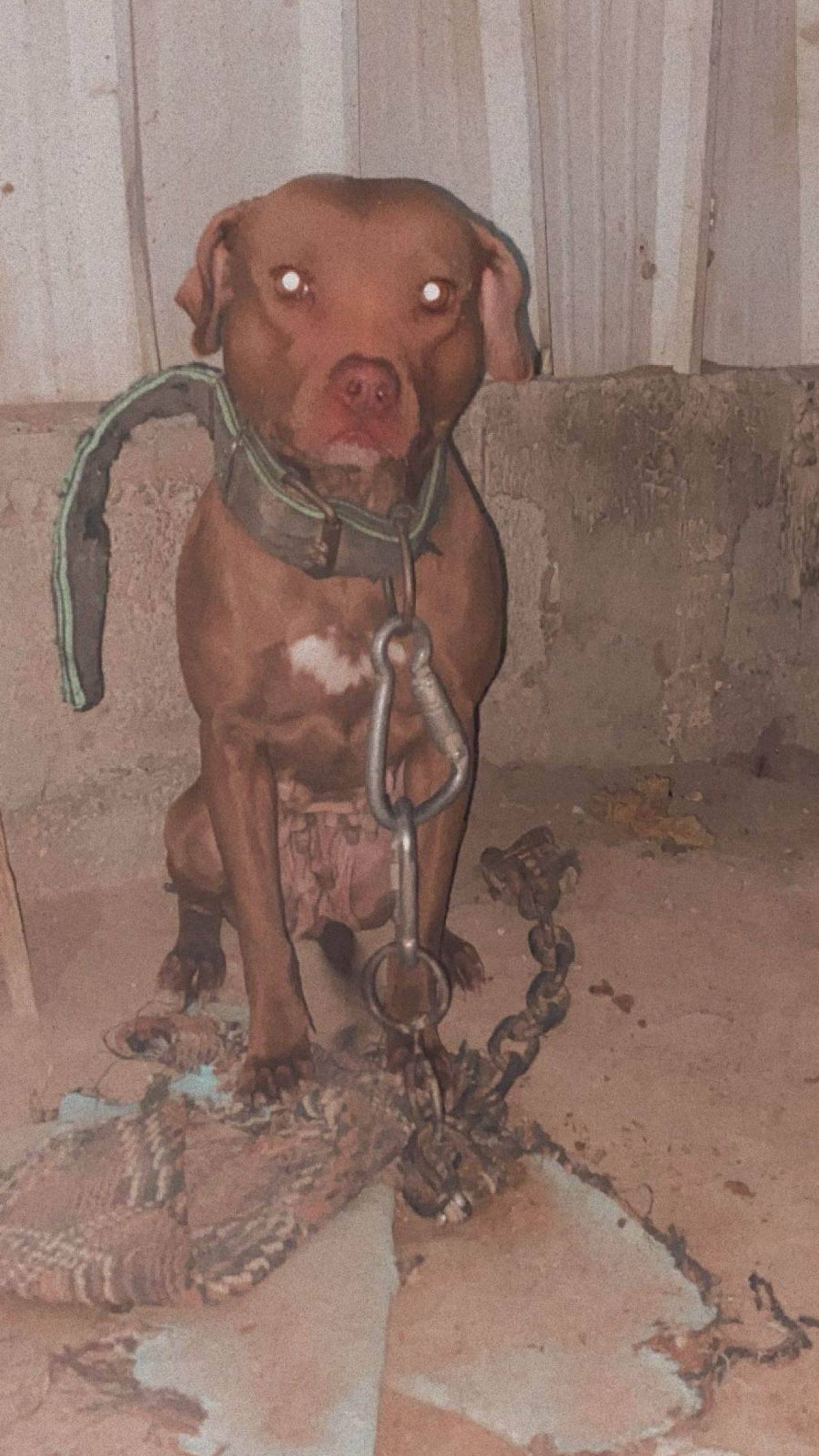Photo of the dog