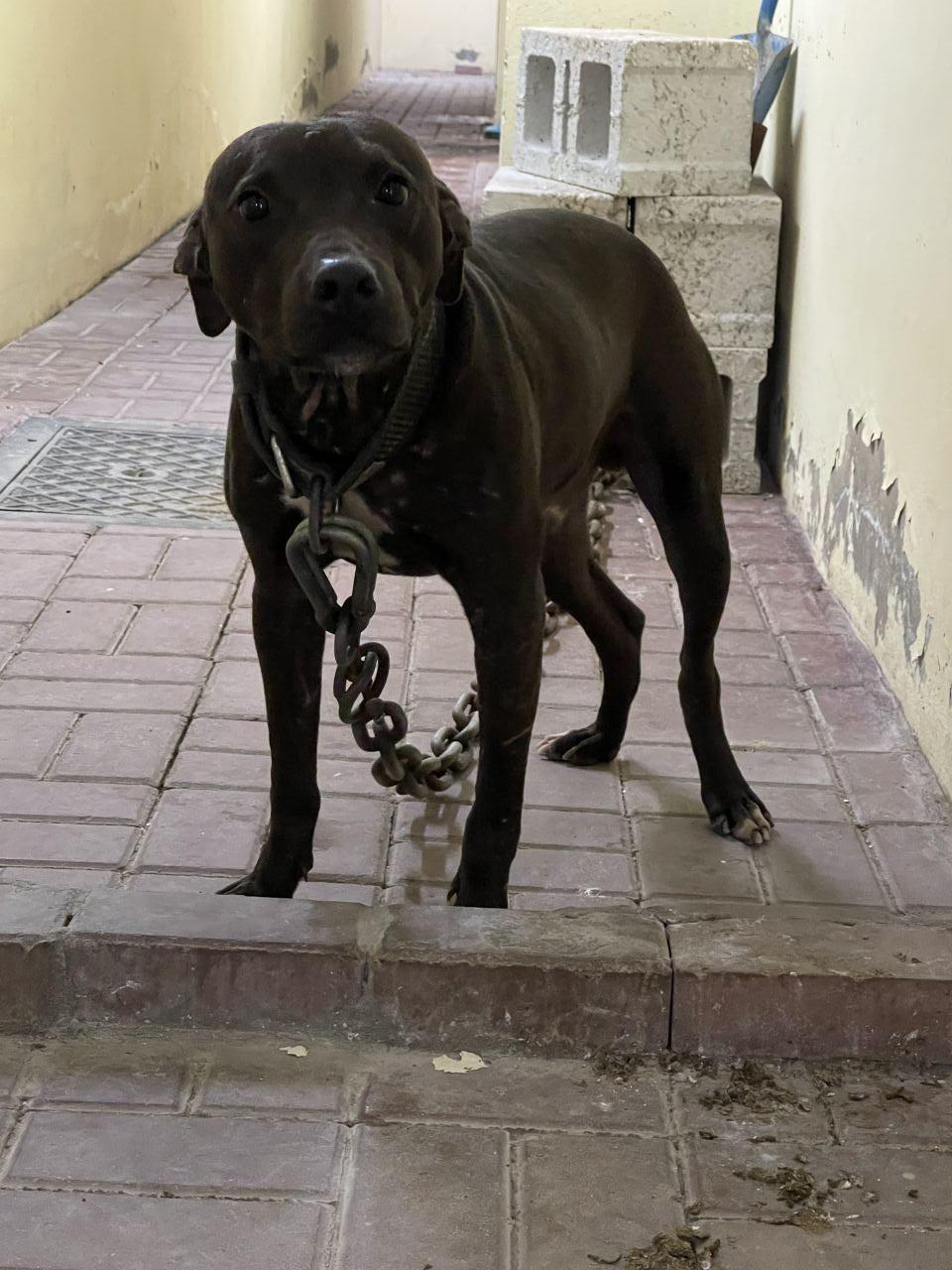 Photo of the dog
